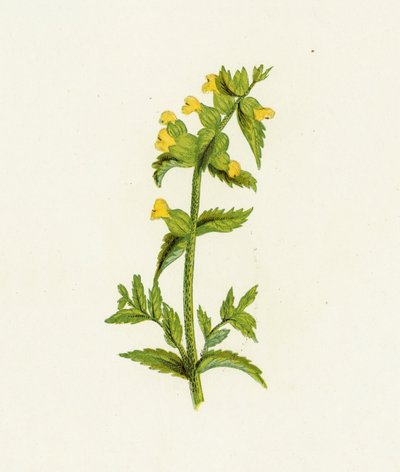 Rinantus amarillo común, Rhinanthus Crista-Galli de English School